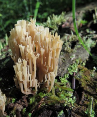 Coral fungus (wild)