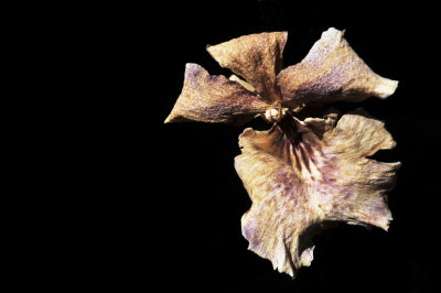Dried Oncidium orchid flower