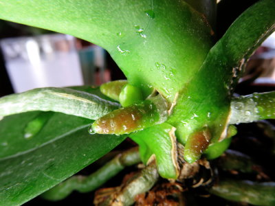 Phalaenopsis flower spike