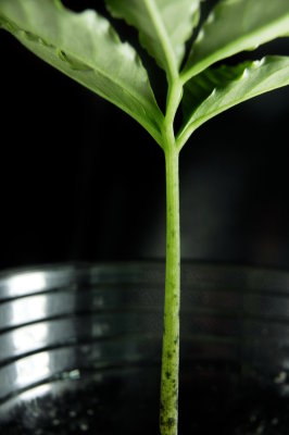 Amorphophallus gigas seedling petiole day 15
