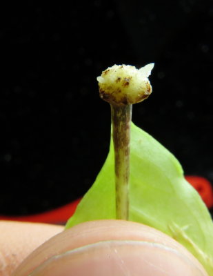 Amorphophallus decus-silvae leaf cutting callus, day 24