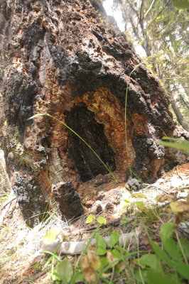 Interior Douglas-fir