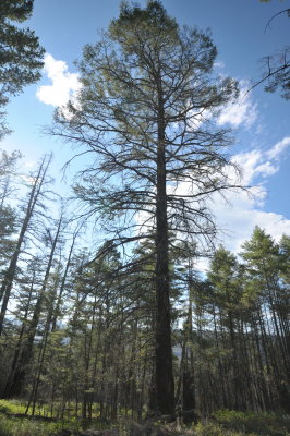 Western spruce budworm defoliation (recovering)