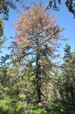 Douglas-fir beetle kill