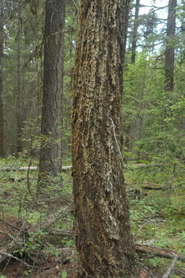 Active defense against Douglas-fir beetle