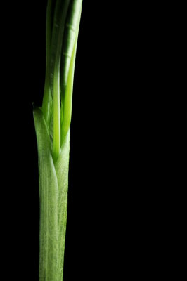 Amorphophallus titanum petiole emerging from sheath