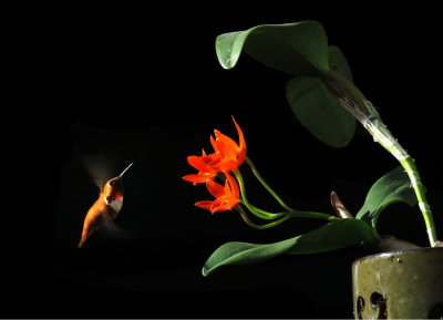 Rufous hummingbird and C. aurantiaca