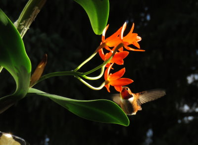 Rufous hummingbird and Cattleya aurantiaca