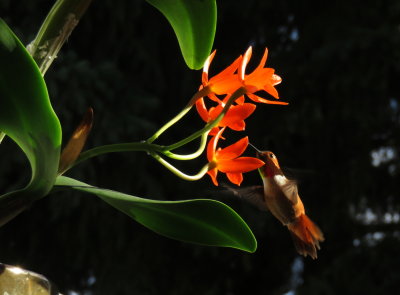 Rufous hummingbird and C. aurantiaca