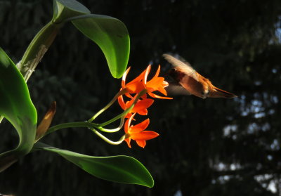 Rufous hummingbird visiting Cattleya aurantiaca