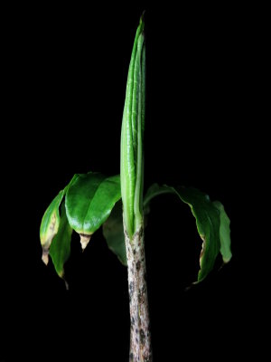 Amorphophallus gigas second leaf