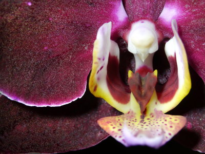 Maroon Phal.JPG