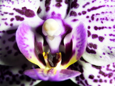 Sogo phal.JPG