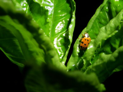 Am. hewittii ladybug.JPG