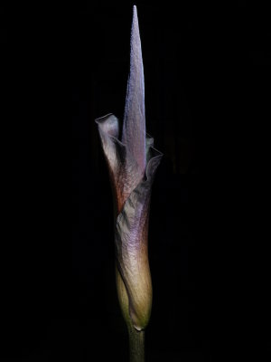 Amorphophallus konjac 'Leo Song' Light painting 1