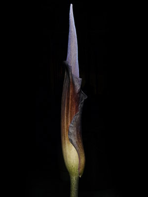 Amorphophallus konjac 'Leo Song' Light painting 2