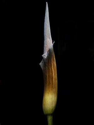 Amorphophallus konjac 'Leo Song' Light painting 4