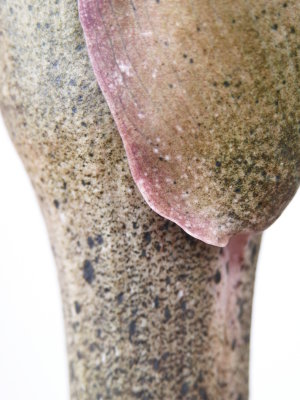 Konjac bell March 10.JPG