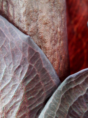 Konjac closeup 1.JPG