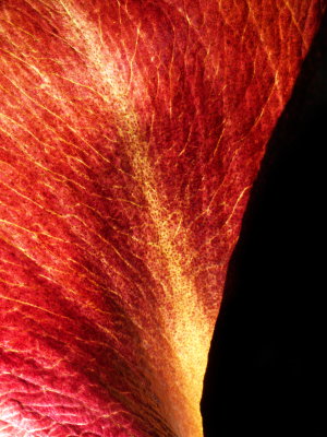 Amorphophallus konjac Leo Song full bloom 4