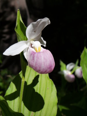 Wild Orchids