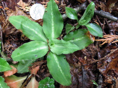 Goodyera oblongifolia