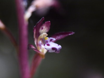 Wild Orchids