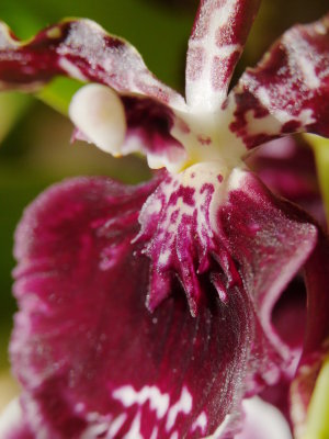 Oncidium_closeup_July_2018.JPG
