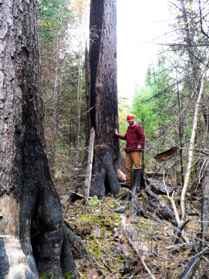 Burnt White Pine 1