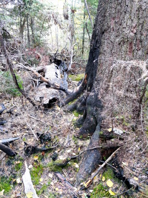 Burnt White Pine 3