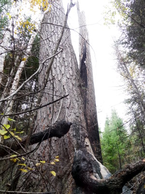 Burnt White Pine 4