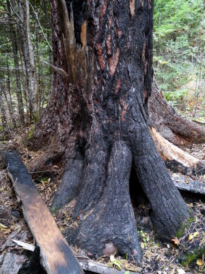 White Pine