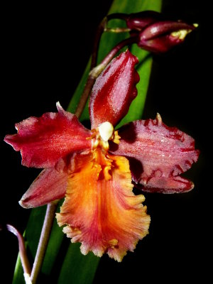 Wilsonara Pacific Heat