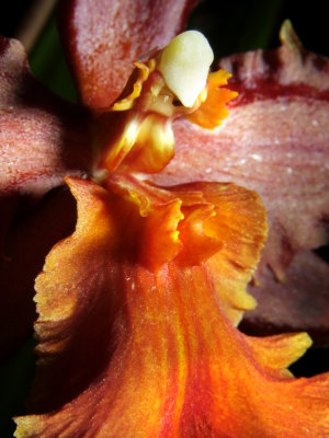 Wilsonara Pacific Heat Closeup