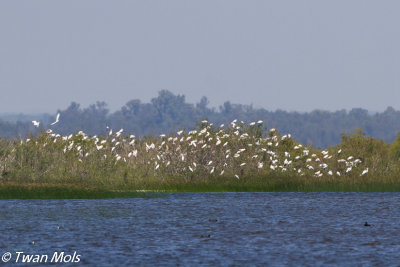 Koereigers