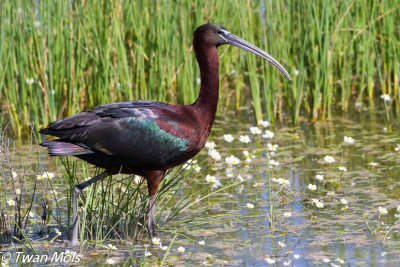 Zwarte ibis