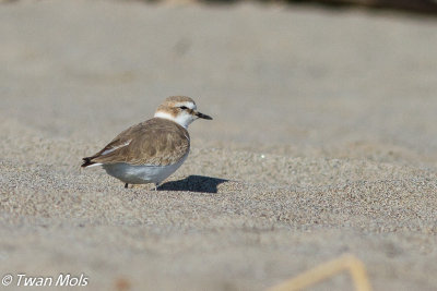 Strandplevier