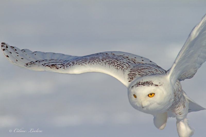 Harfang des neiges_6520 - Snowy Owl