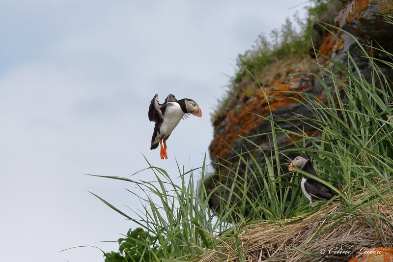 Macareux moine_1854 - Atlantic puffin