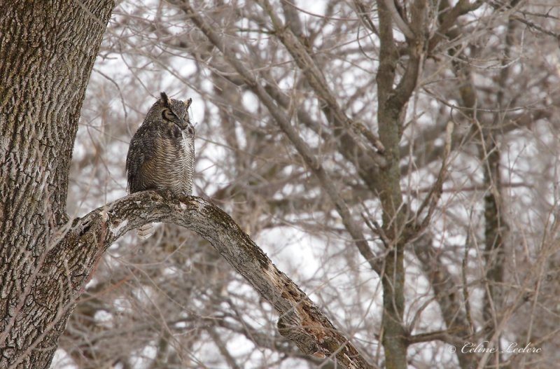Grand Duc d'Amérique _1806 - Great Horned Owl