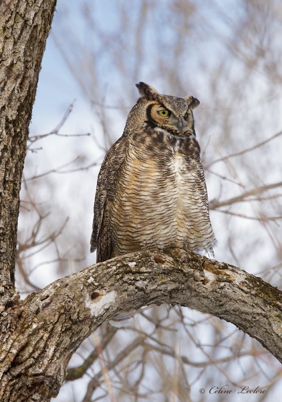 Grand Duc d'Amérique _1623 - Great Horned Owl