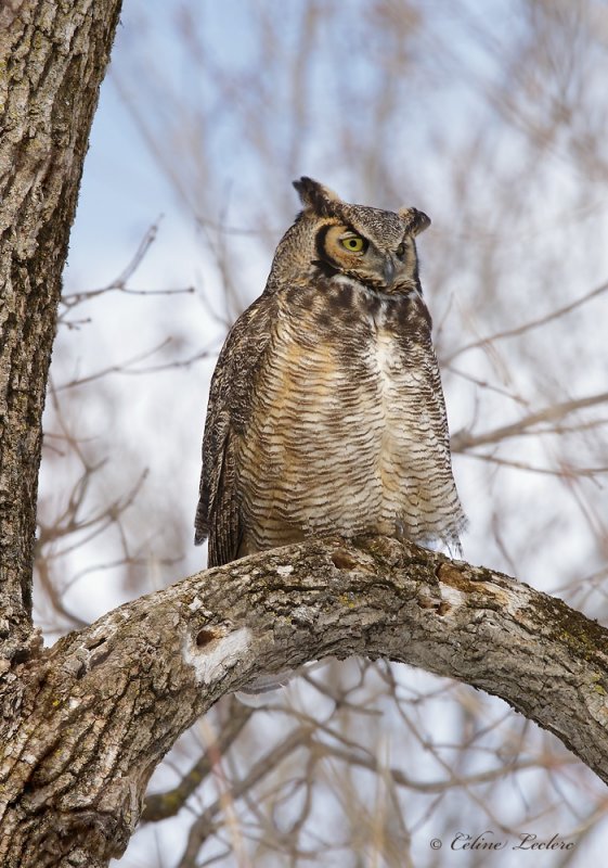 Grand Duc d'Amrique _1623 - Great Horned Owl