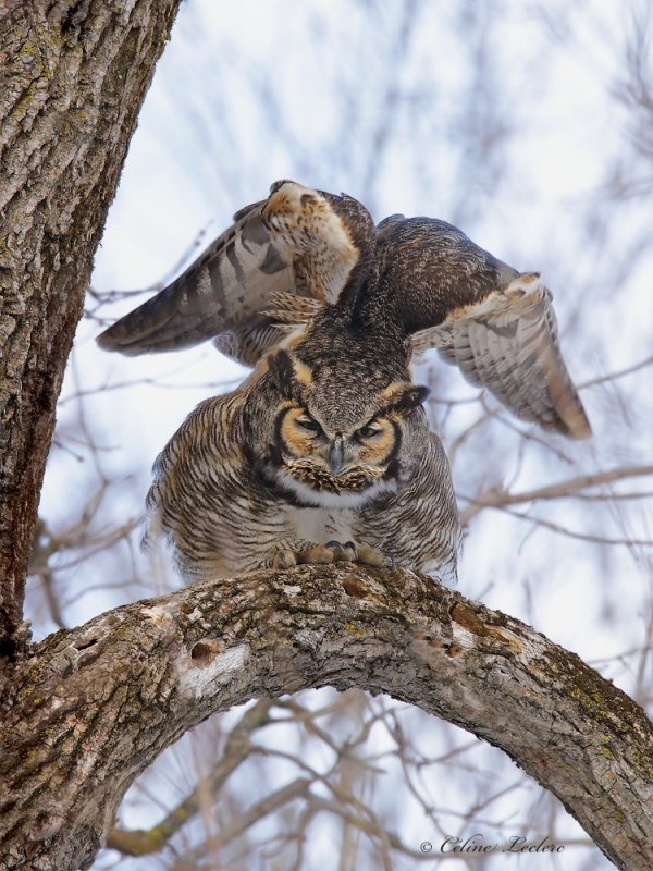 Grand Duc d'Amrique _1730 - Great Horned Owl