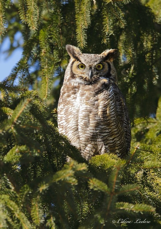 Grand Duc d'Amérique _2696 - Great Horned Owl