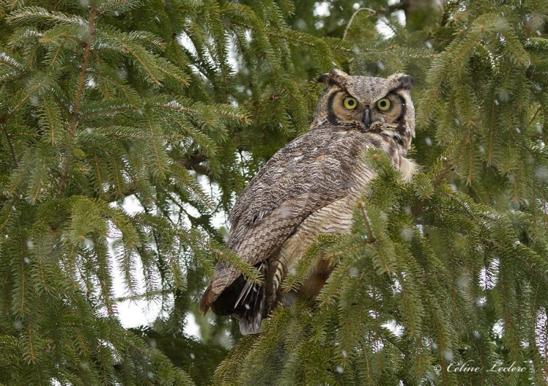 Grand Duc d'Amrique _5096 - Great Horned Owl