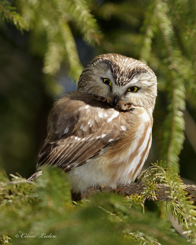 Petite Nyctale _Y3A5129 - Northern Saw-whet Owl