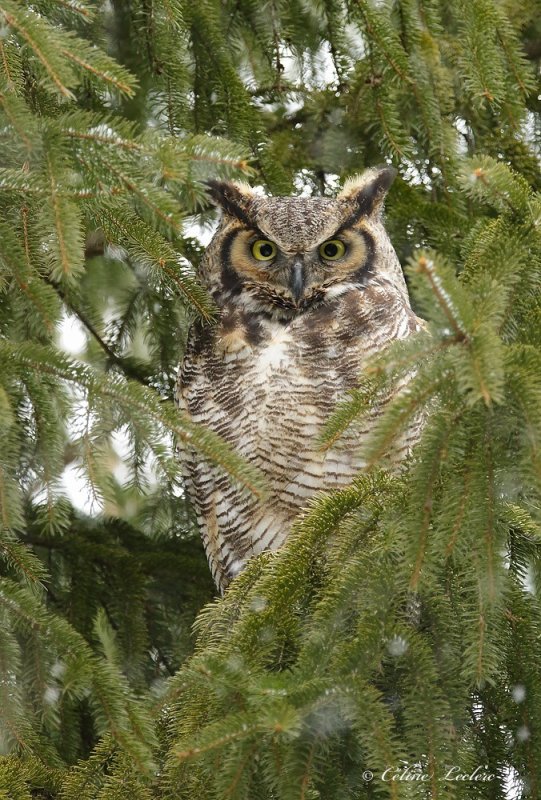 Grand Duc d'Amérique _5080 - Great Horned Owl