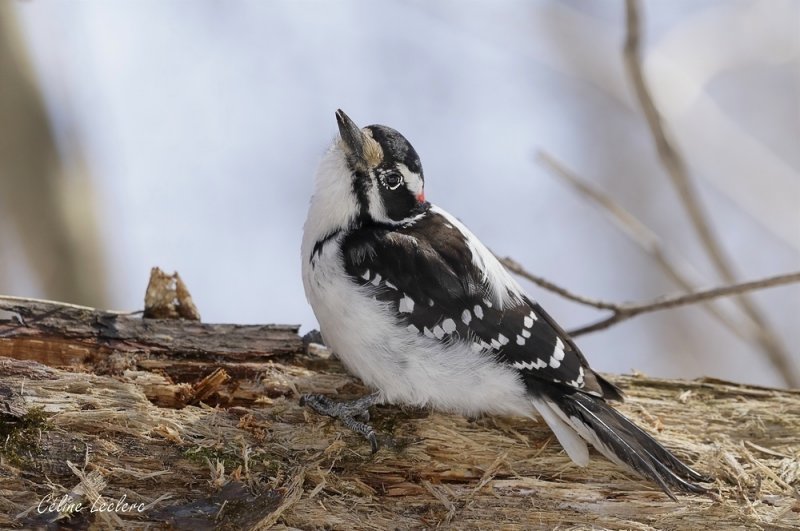 Pic chevelu _Y3A5255 - Hairy Woodpecker