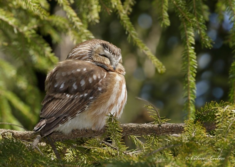 Petite Nyctale _Y3A5183 - Northern Saw-whet Owl