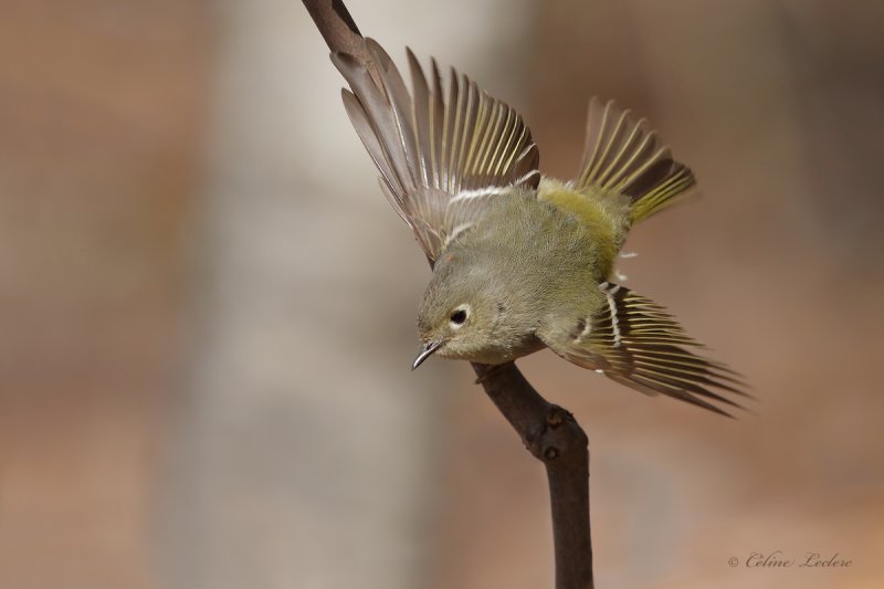 Roitelet  couronne rubis_Y3A7355 - Ruby-crowned Kinglet